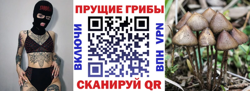 Галлюциногенные грибы мухоморы  shop Telegram  Славск  kraken как войти 